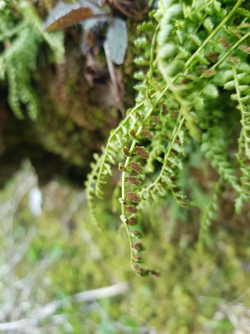 Asplenium viride flower