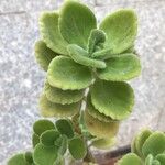 Plectranthus hadiensis