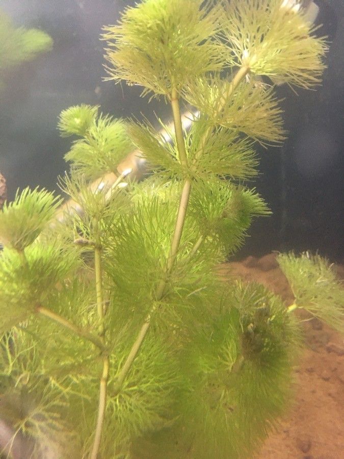 Cabomba caroliniana bark