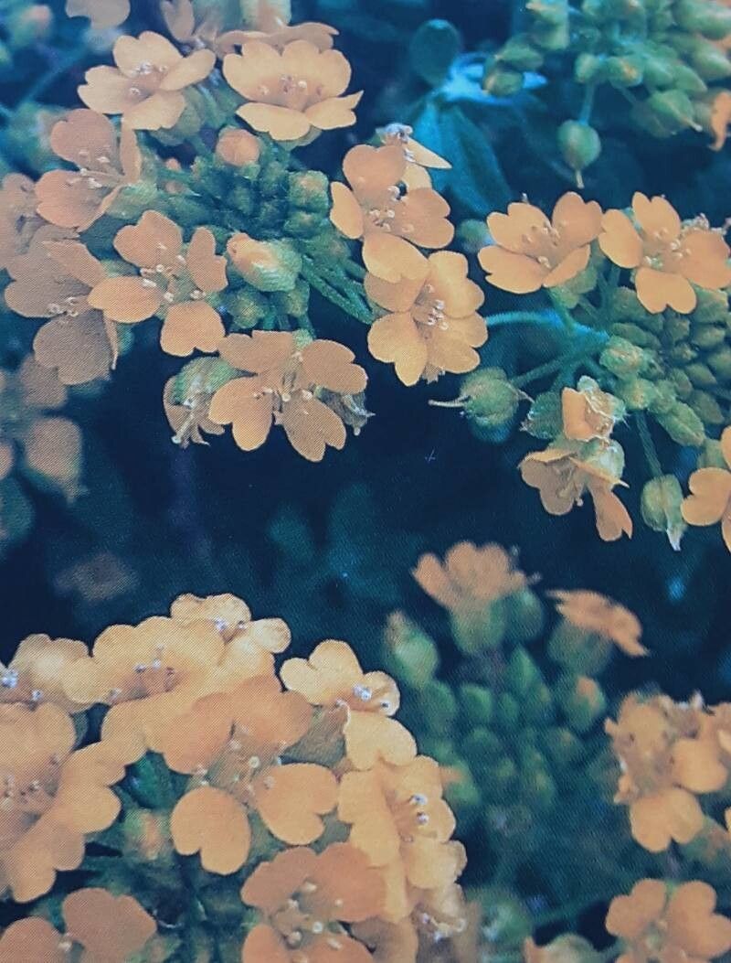 Alyssum wulfenianum flower