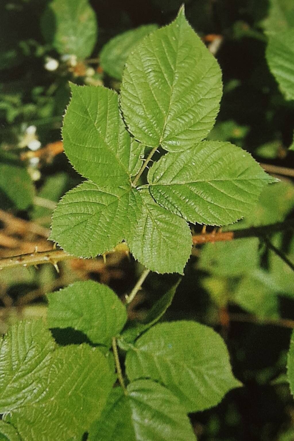 Rubus placidus — houseplant care guide