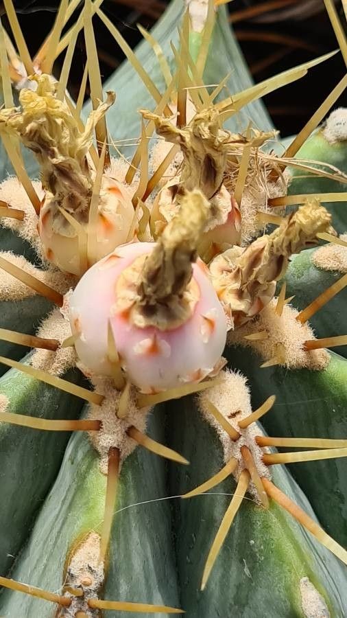 Ferocactus glaucescens fruit