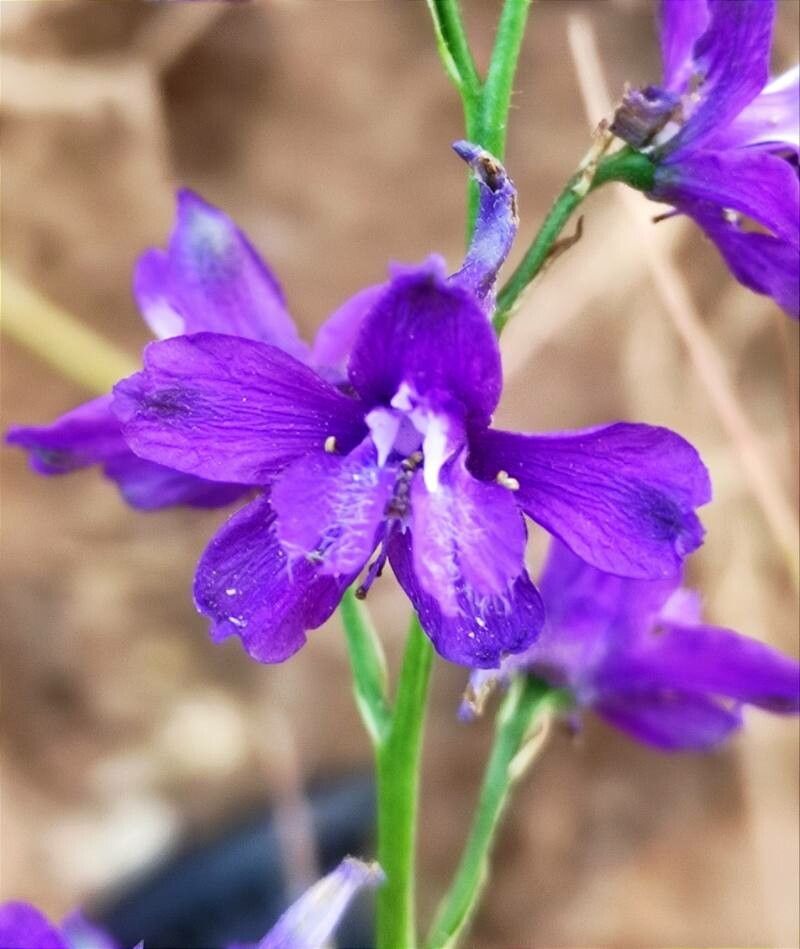 Delphinium pentagynum flower