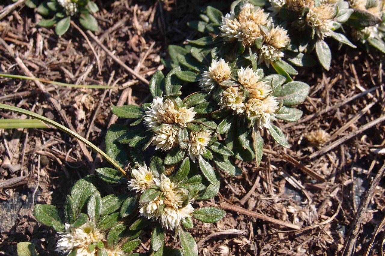 Alternanthera paronychioides flower