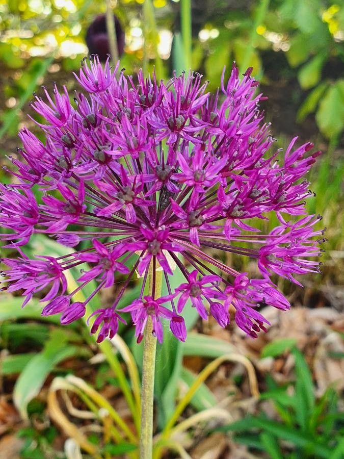 Allium nigrum flower
