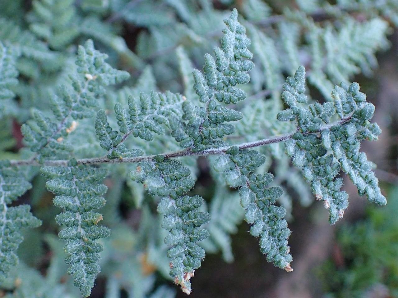 Cheilanthes lanosa