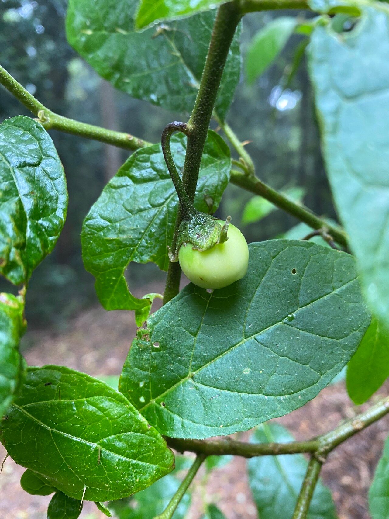 Solanum rixosum fruit