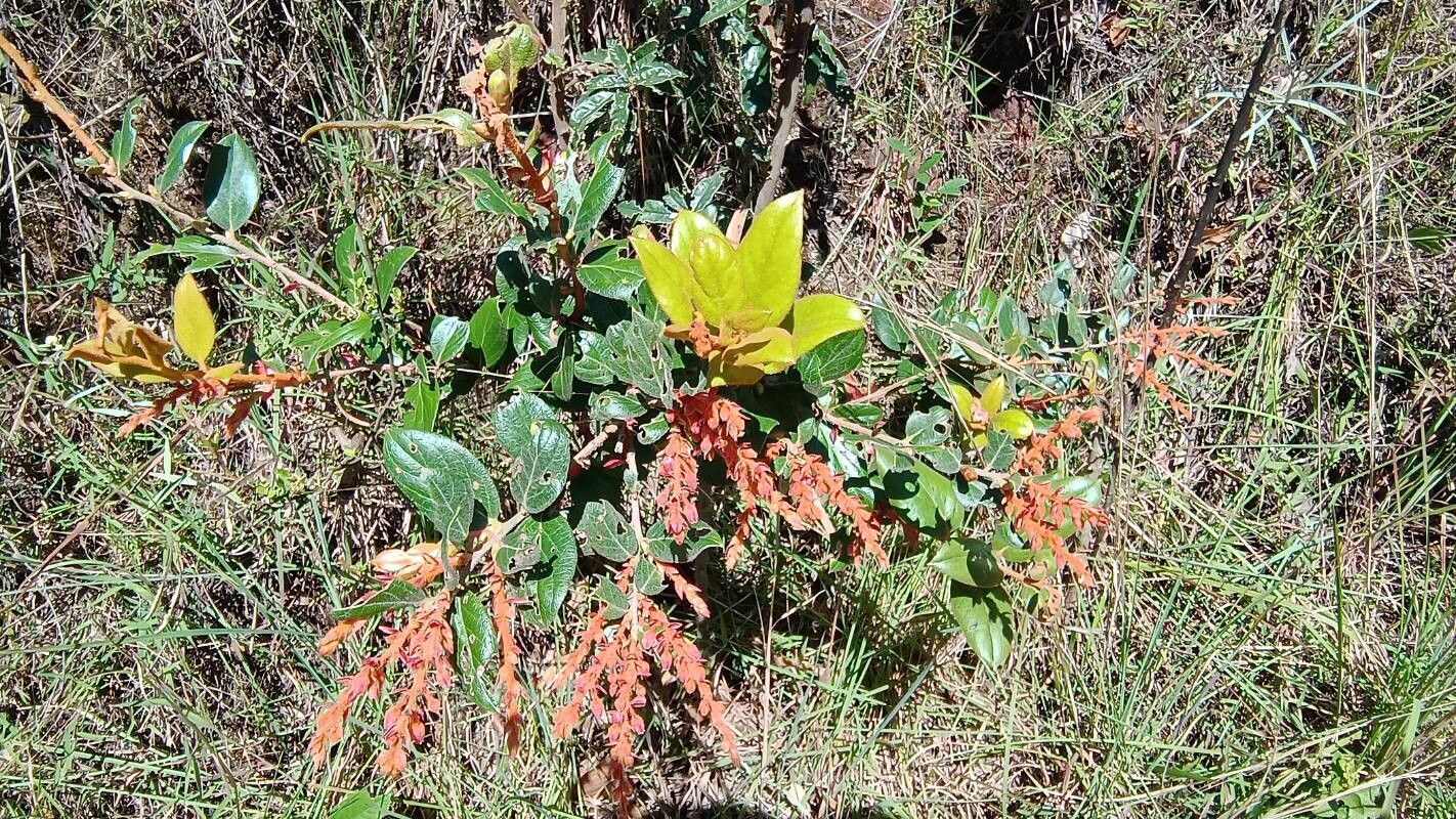 Gaultheria eriophylla — search result for 'Gaultheria'