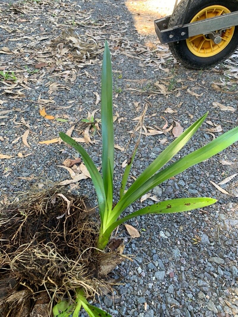 Cymbidium madidum leaf