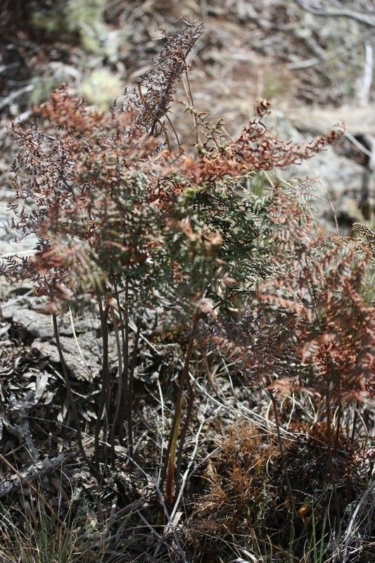 Pellaea quadripinnata habit