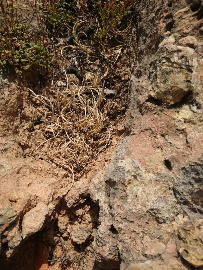 Parapholis incurva fruit