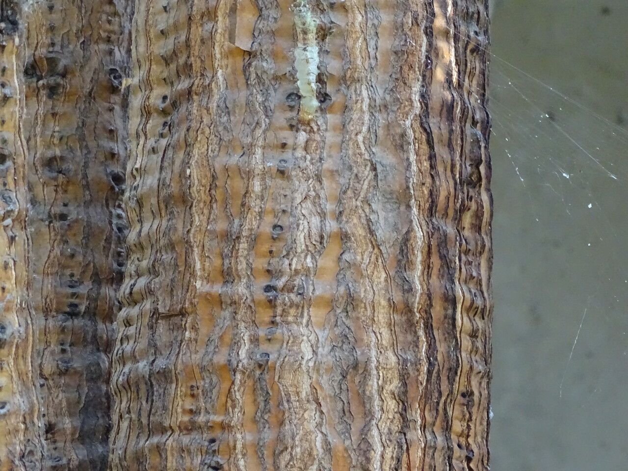 Euphorbia grandidens bark