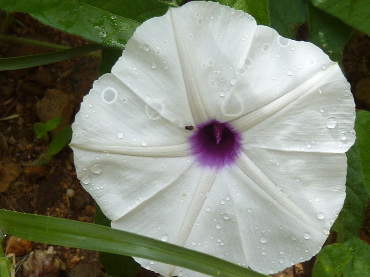 Ipomoea oenotherae — search result for 'Convolvulaceae'