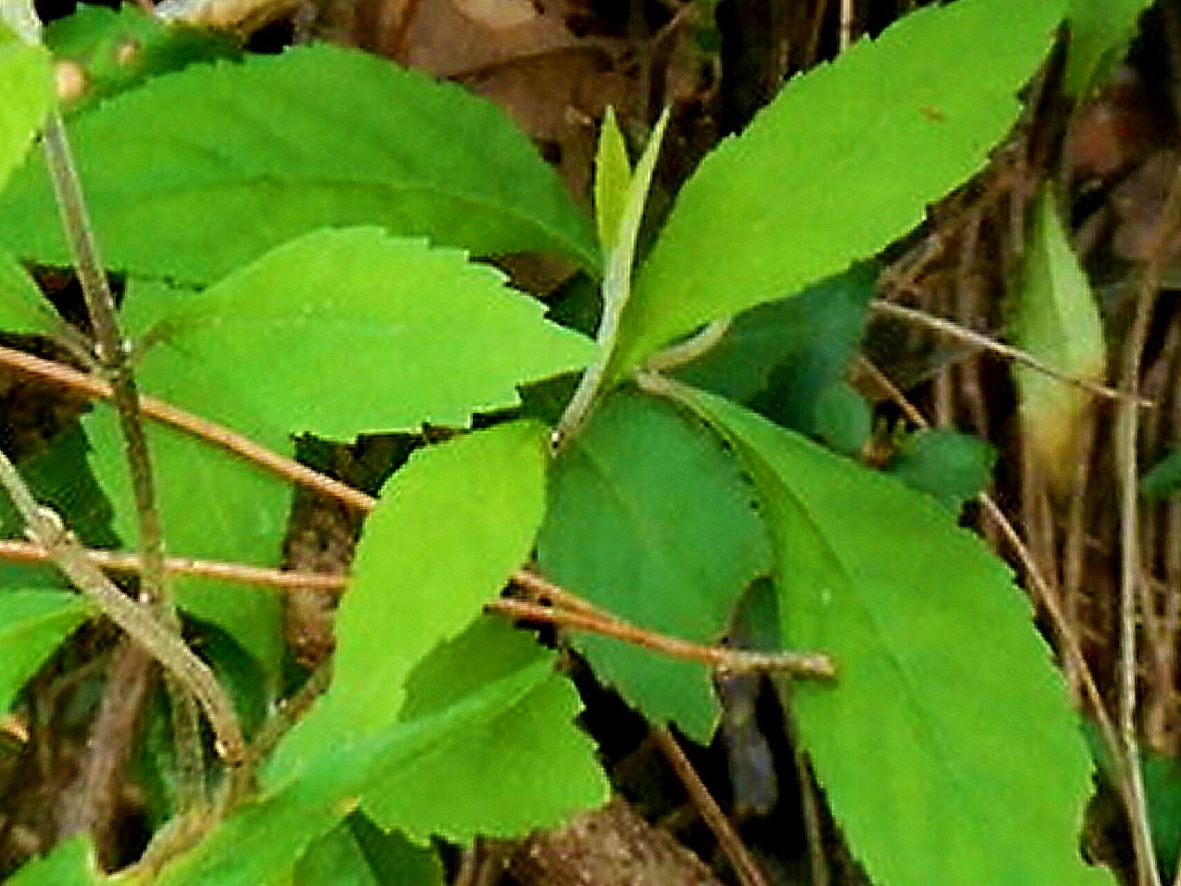Callicarpa randaiensis — search result for 'Callicarpa'