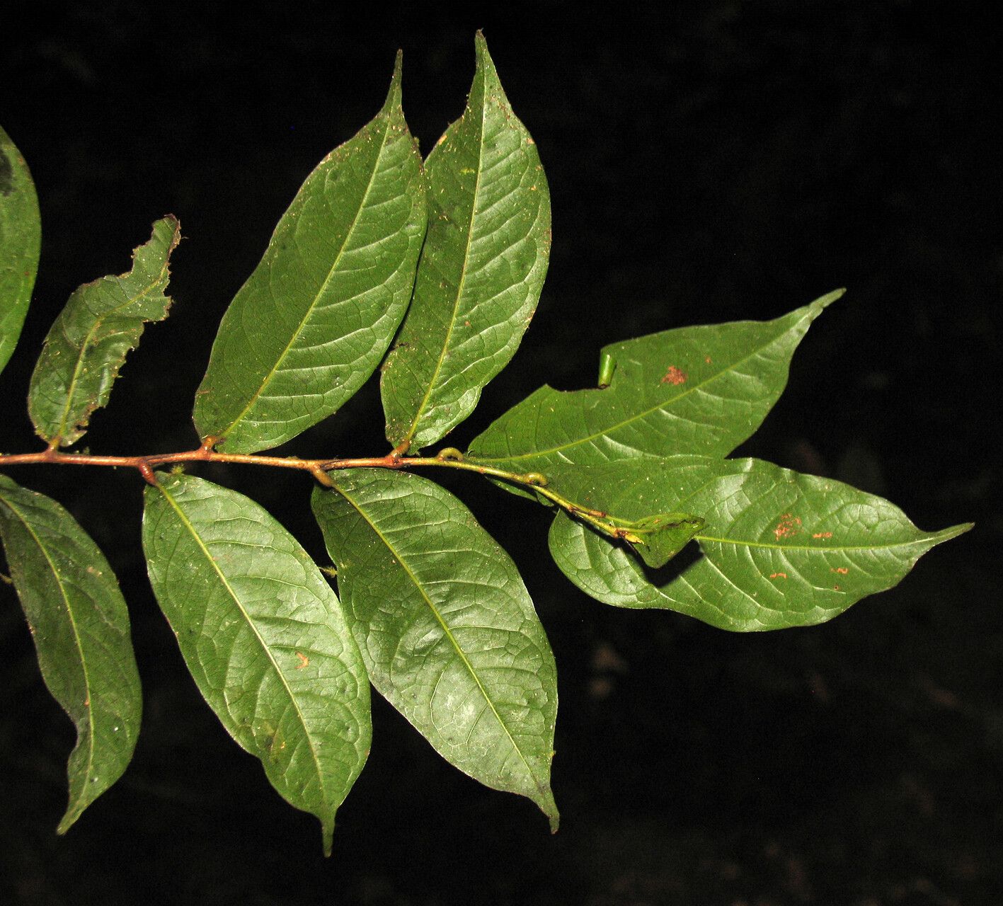 Hirtella tenuifolia leaf