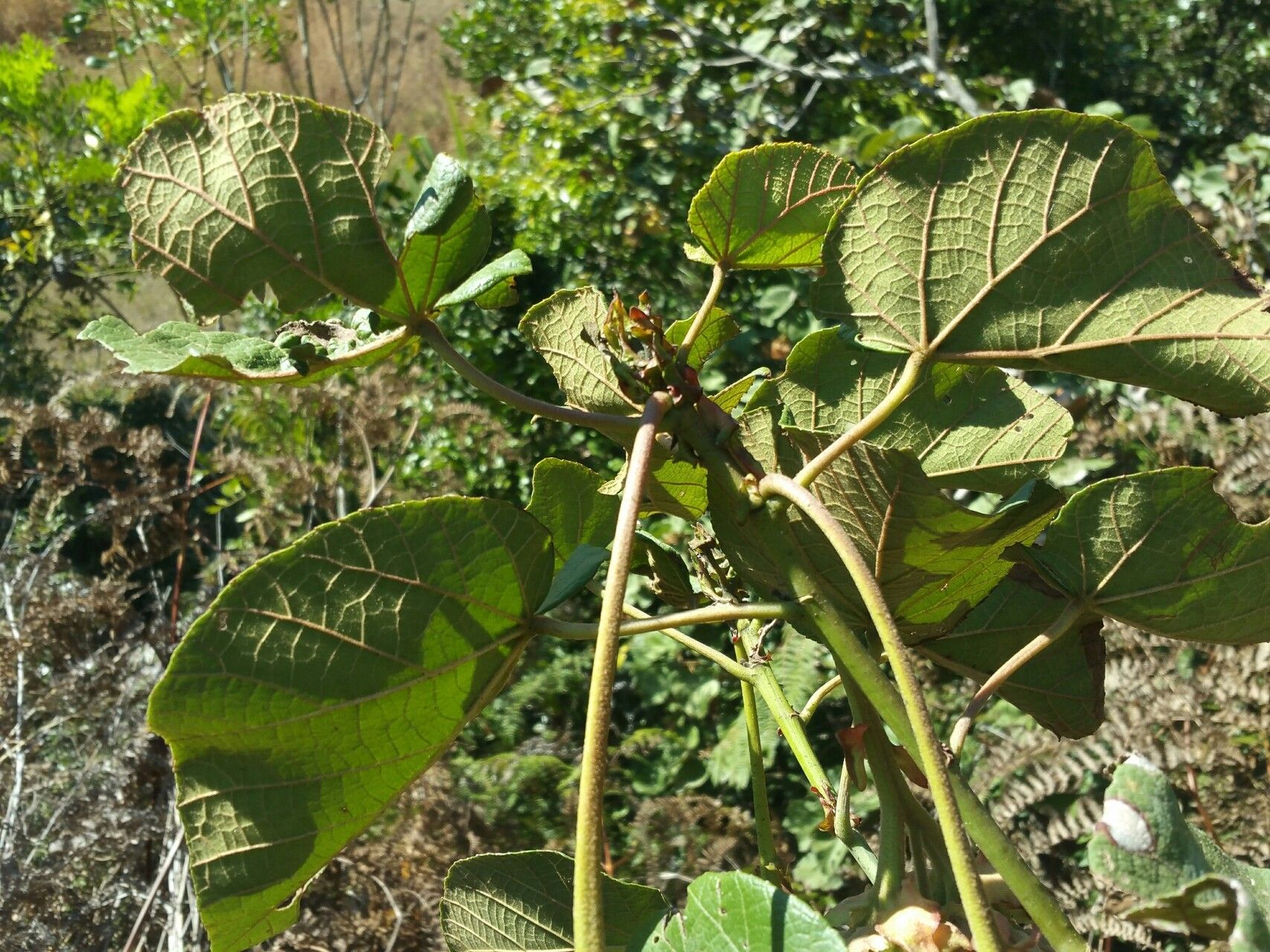 Dombeya cannabina — search result for 'Dombeya'