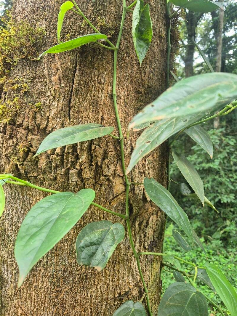 Piper guineense habit