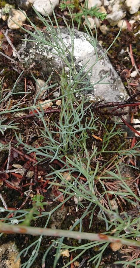 Seseli longifolium leaf