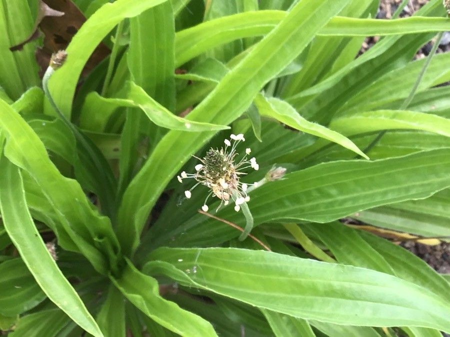 Plantago leiopetala flower