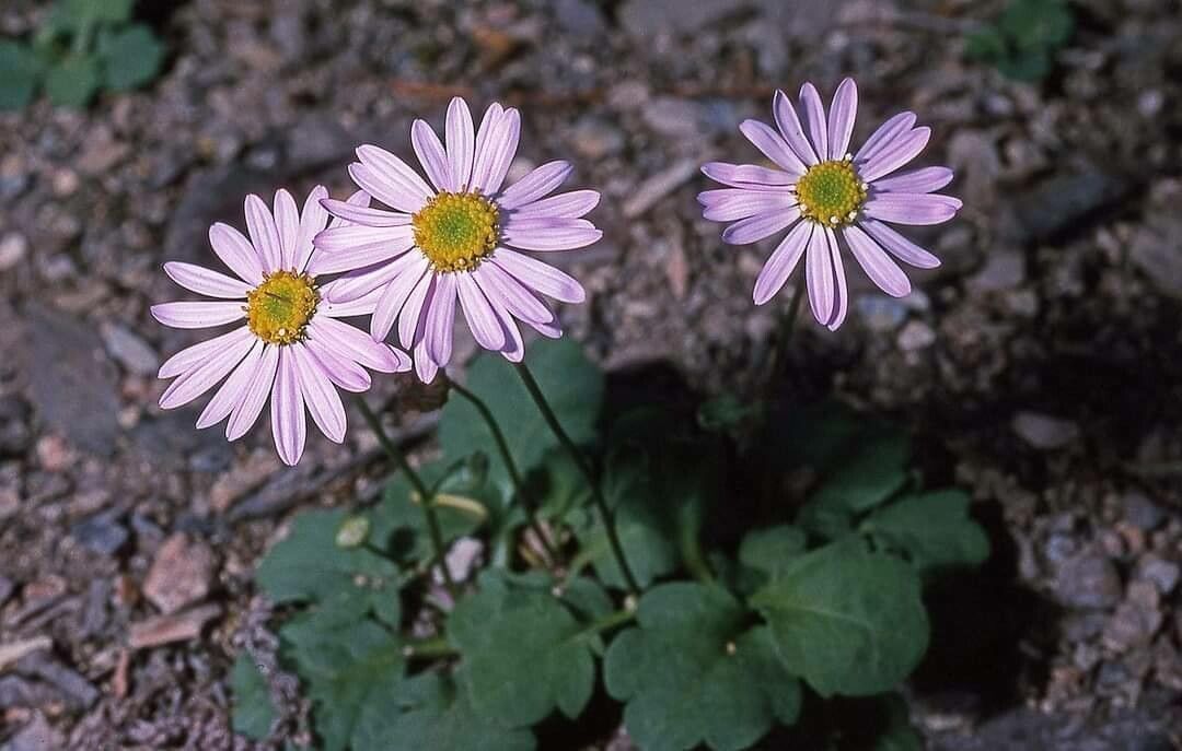 Pericallis tussilaginis flower