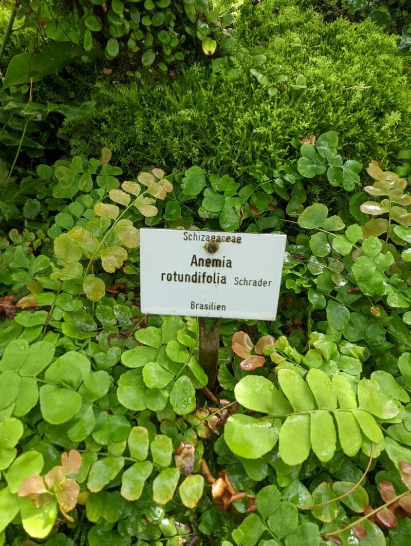 Anemia rotundifolia habit