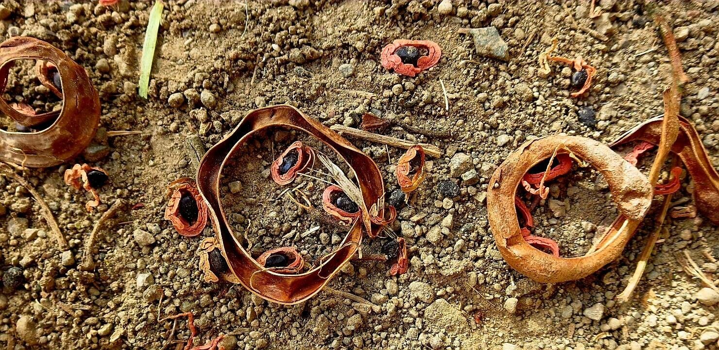 Acacia raddiana fruit