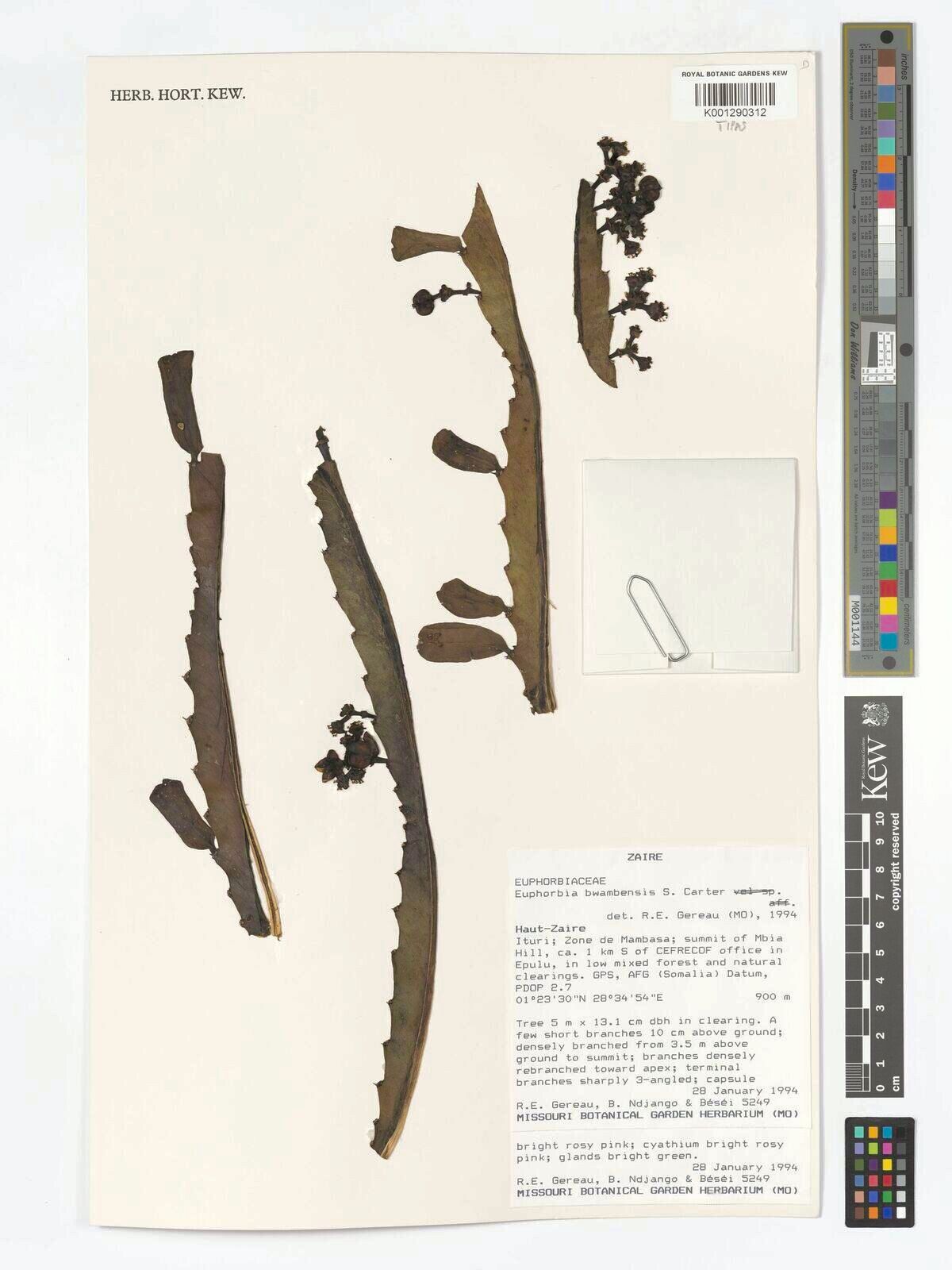 Euphorbia bwambensis — houseplant care guide