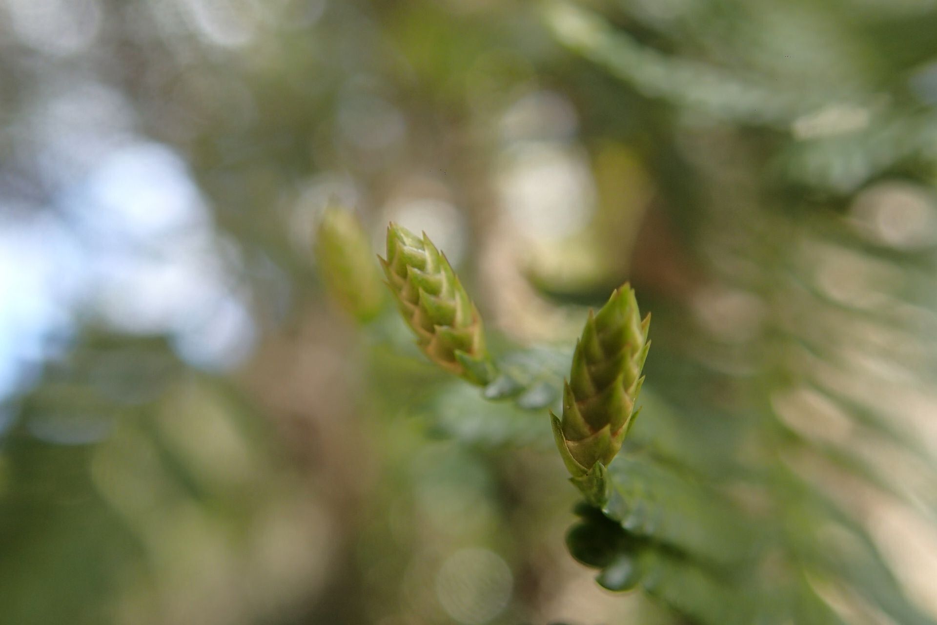 Libocedrus yateensis flower