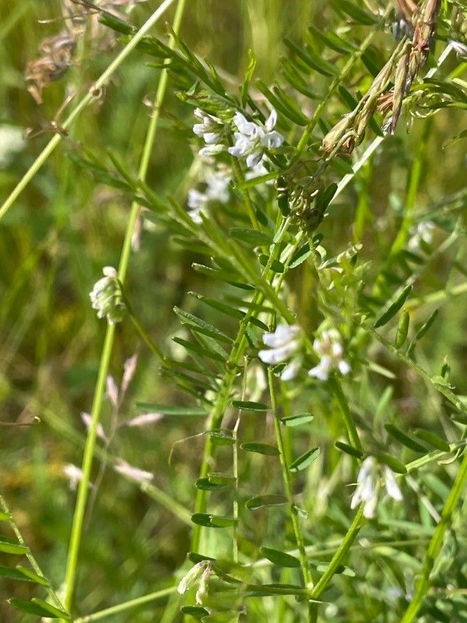 Vicia parviflora — search result for 'Vicia'