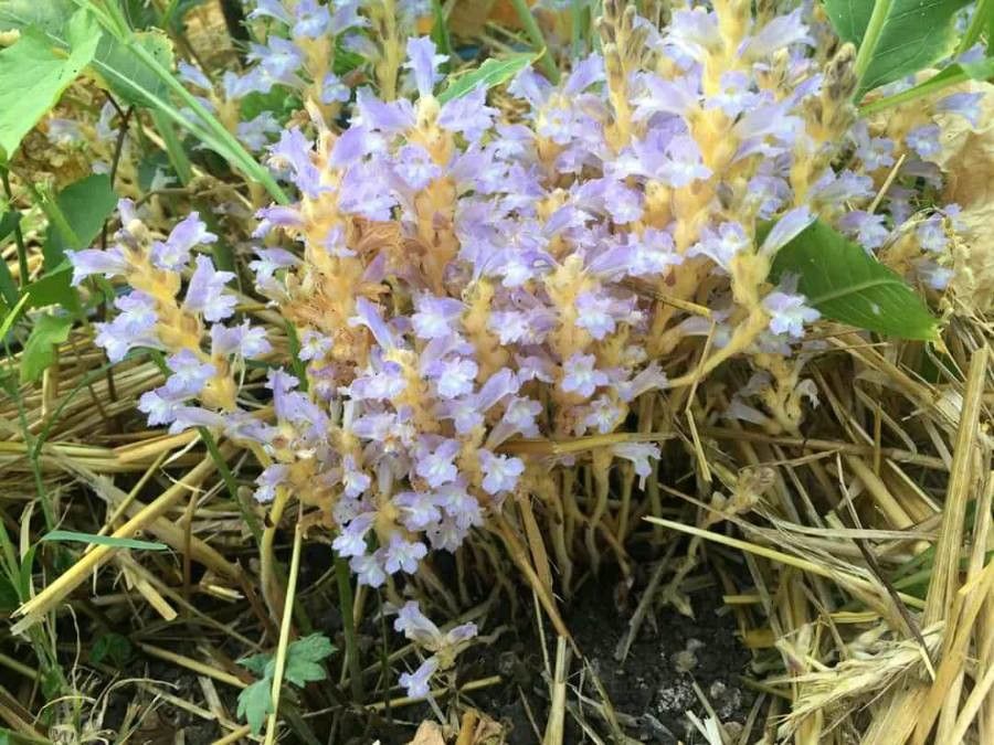 Phelipanche ramosa flower