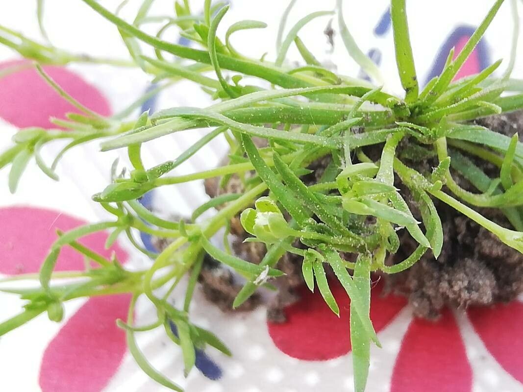 Sagina japonica habit