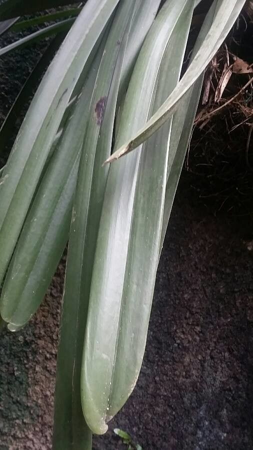 Cymbidium finlaysonianum — search result for 'Cymbidium'