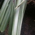 Cymbidium finlaysonianum