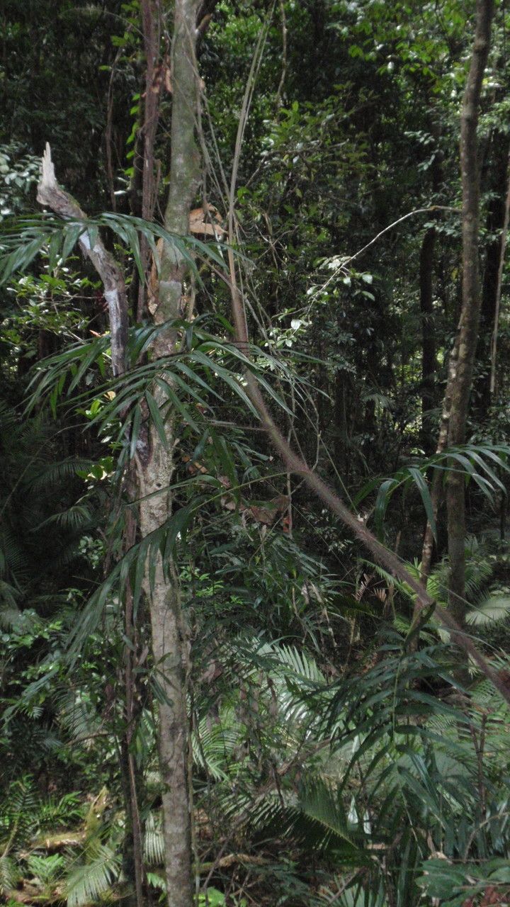 Calamus australis habit