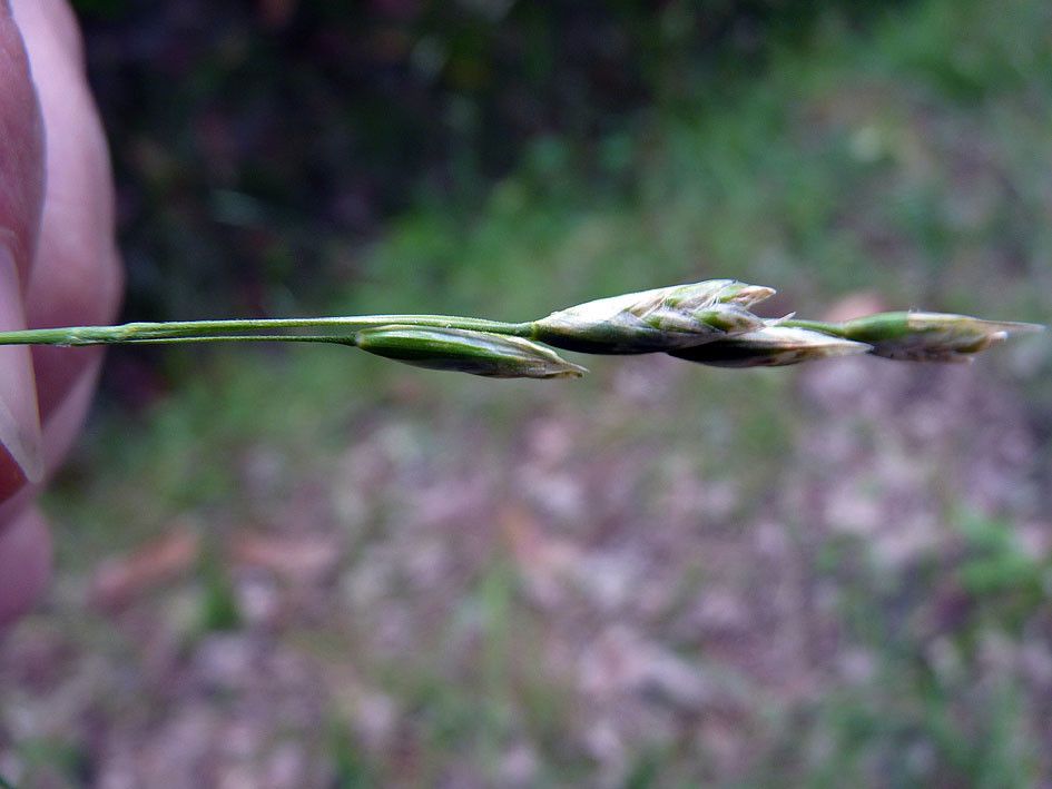 Danthonia decumbens fruit
