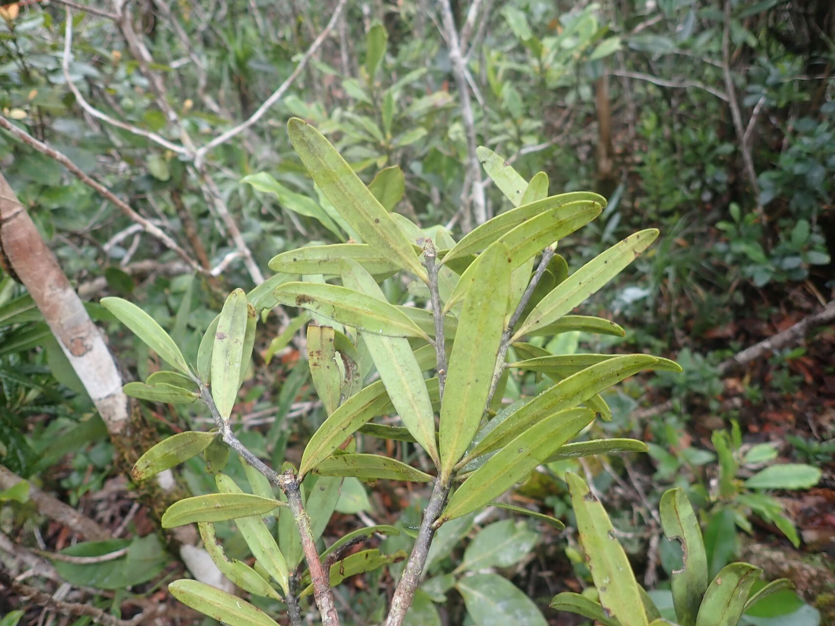 Podocarpus sylvestris habit