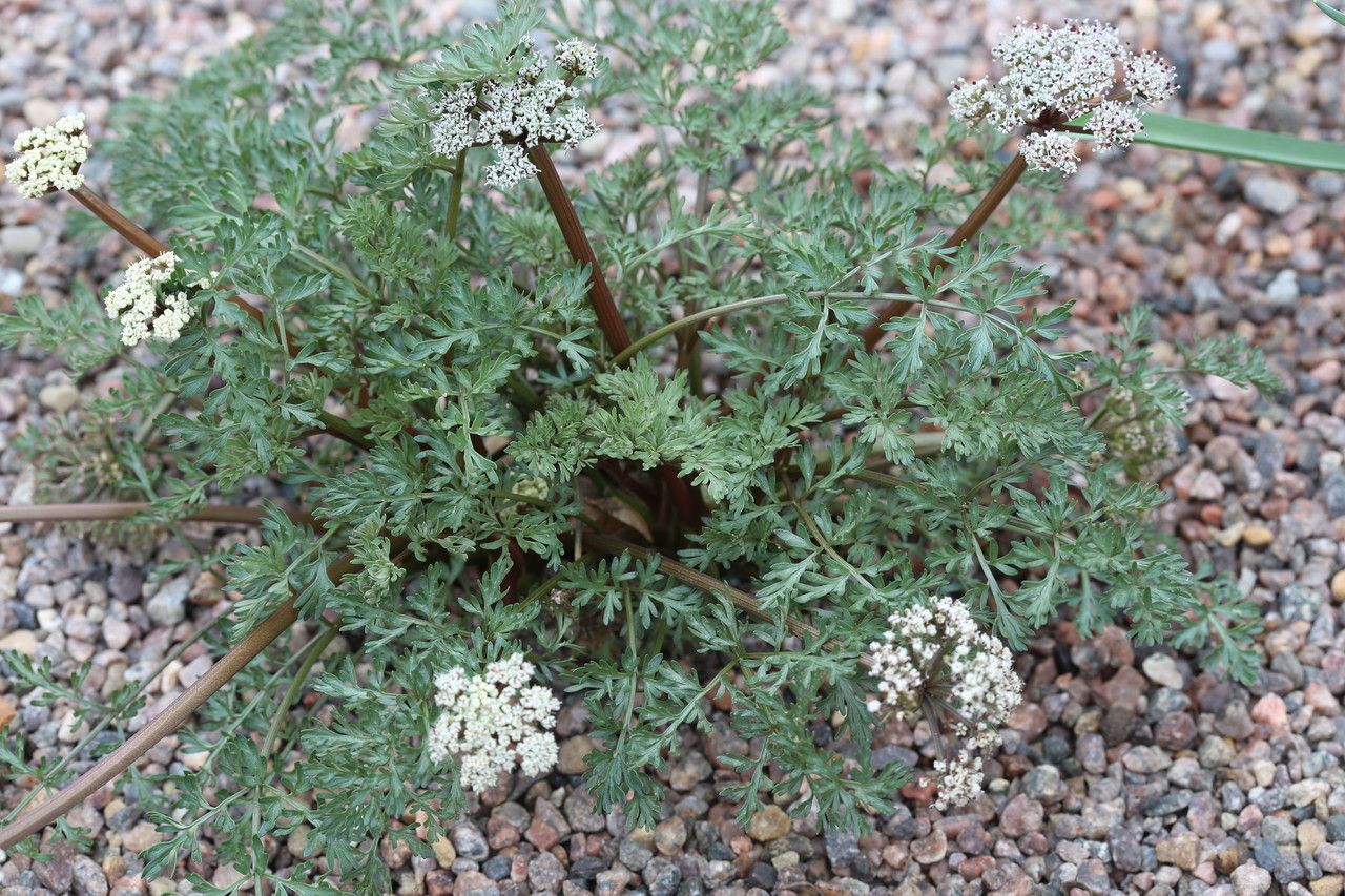 Lomatium canbyi habit