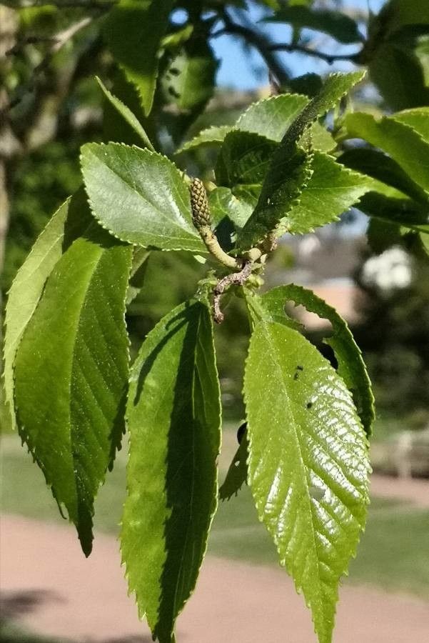 Alnus x spaethii — search result for 'Alnus'