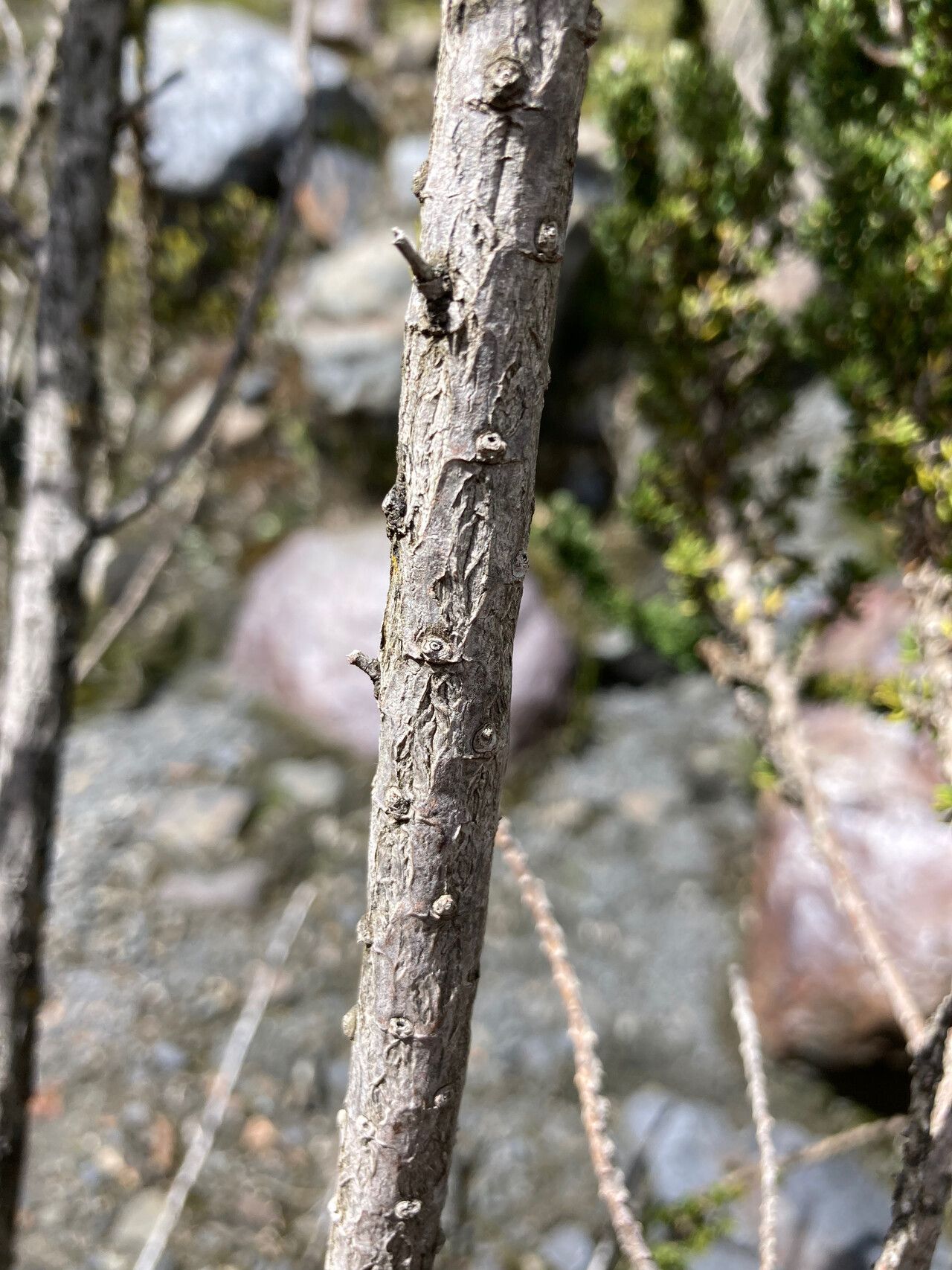Diplostephium foliosissimum bark