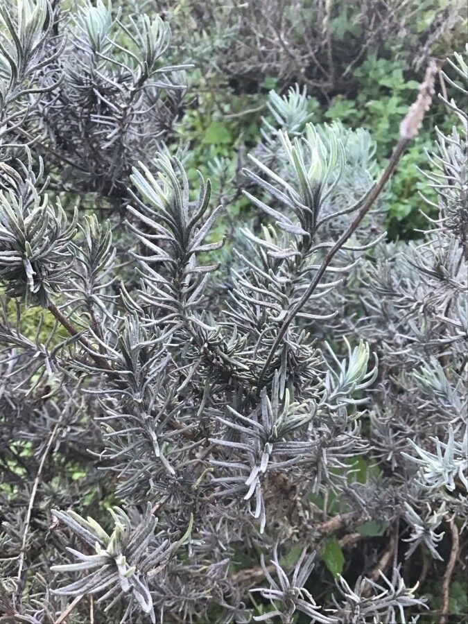 Lavandula pedunculata — search result for 'Morocco'