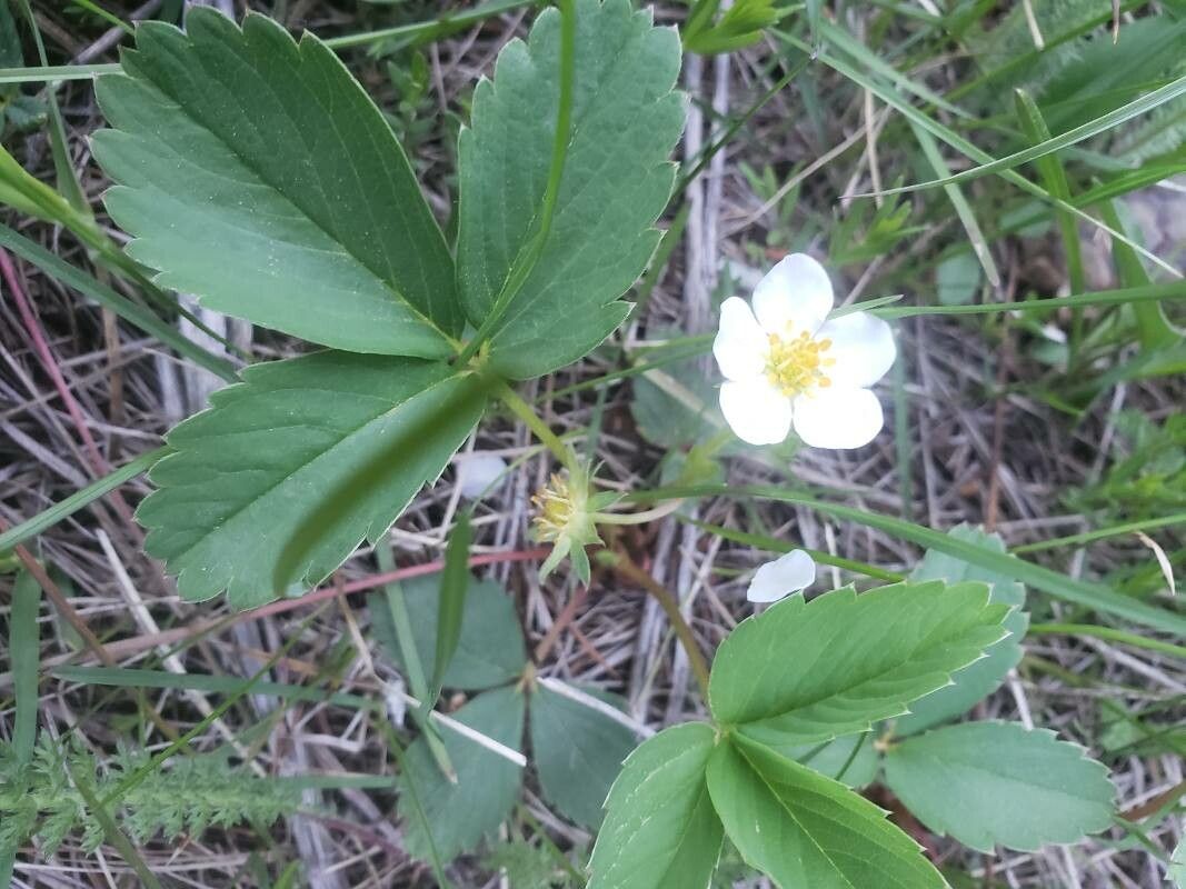 Fragaria virginiana flower