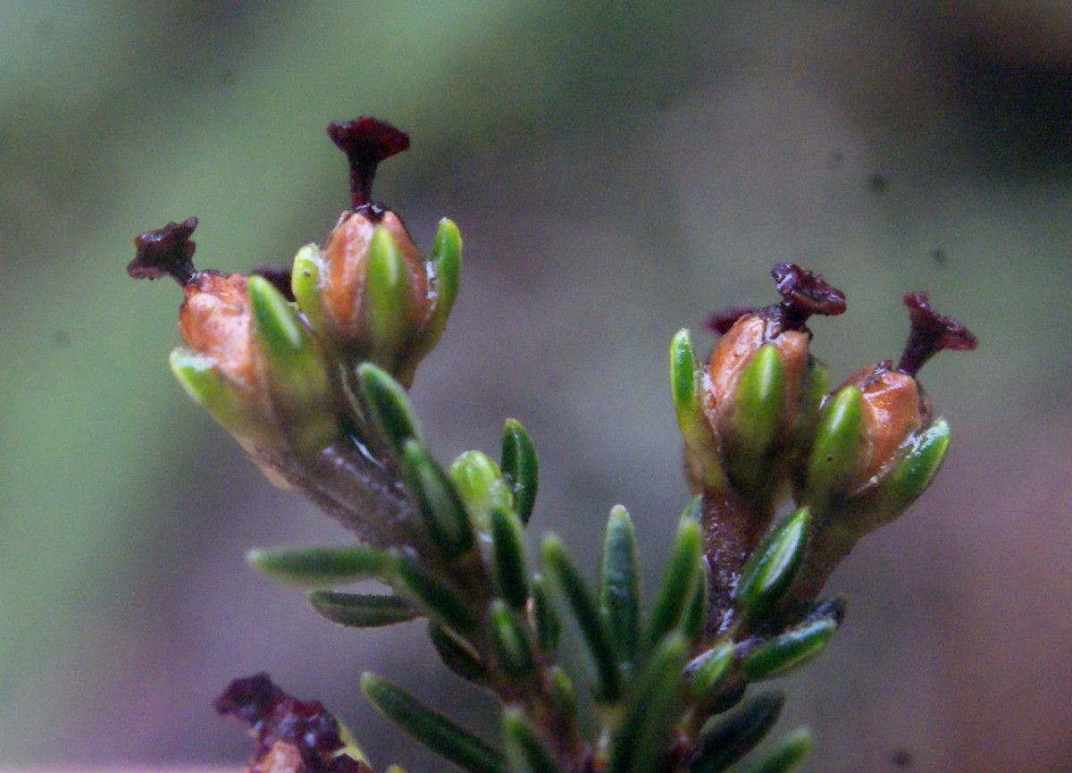 Erica arborescens flower