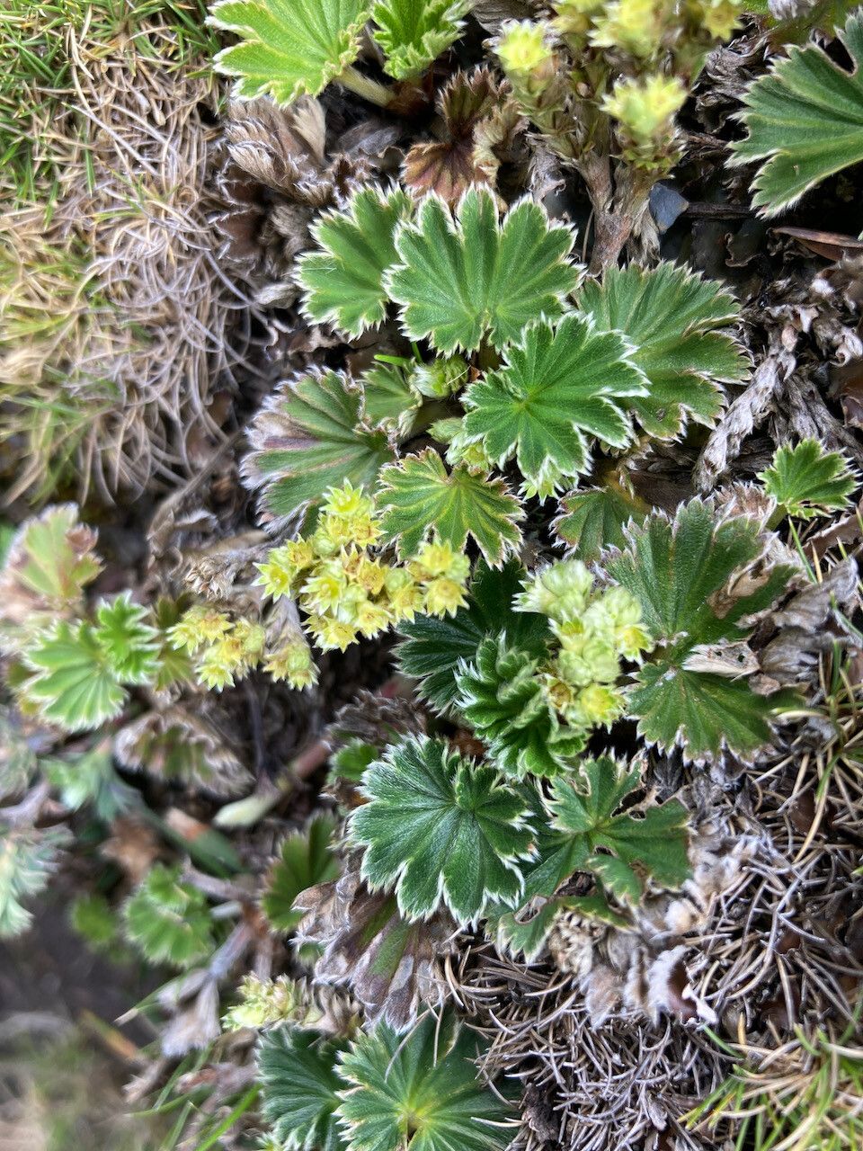 Alchemilla orbiculata habit