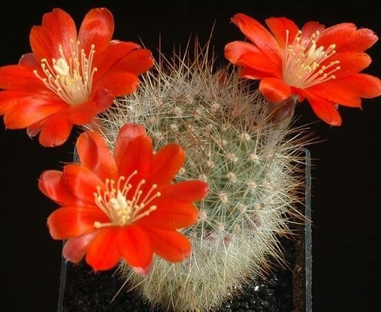 Aylostera fiebrigii flower