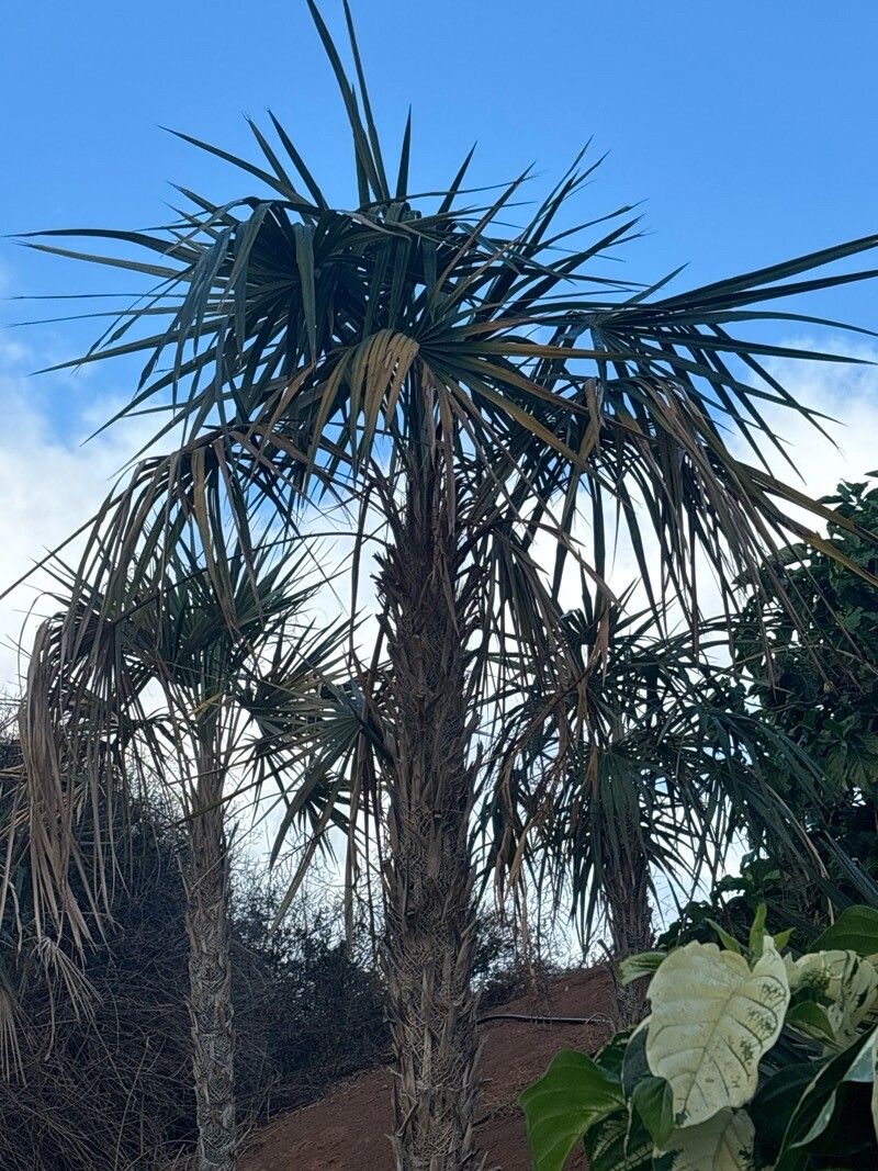 Coccothrinax clarensis — search result for 'Coccothrinax'