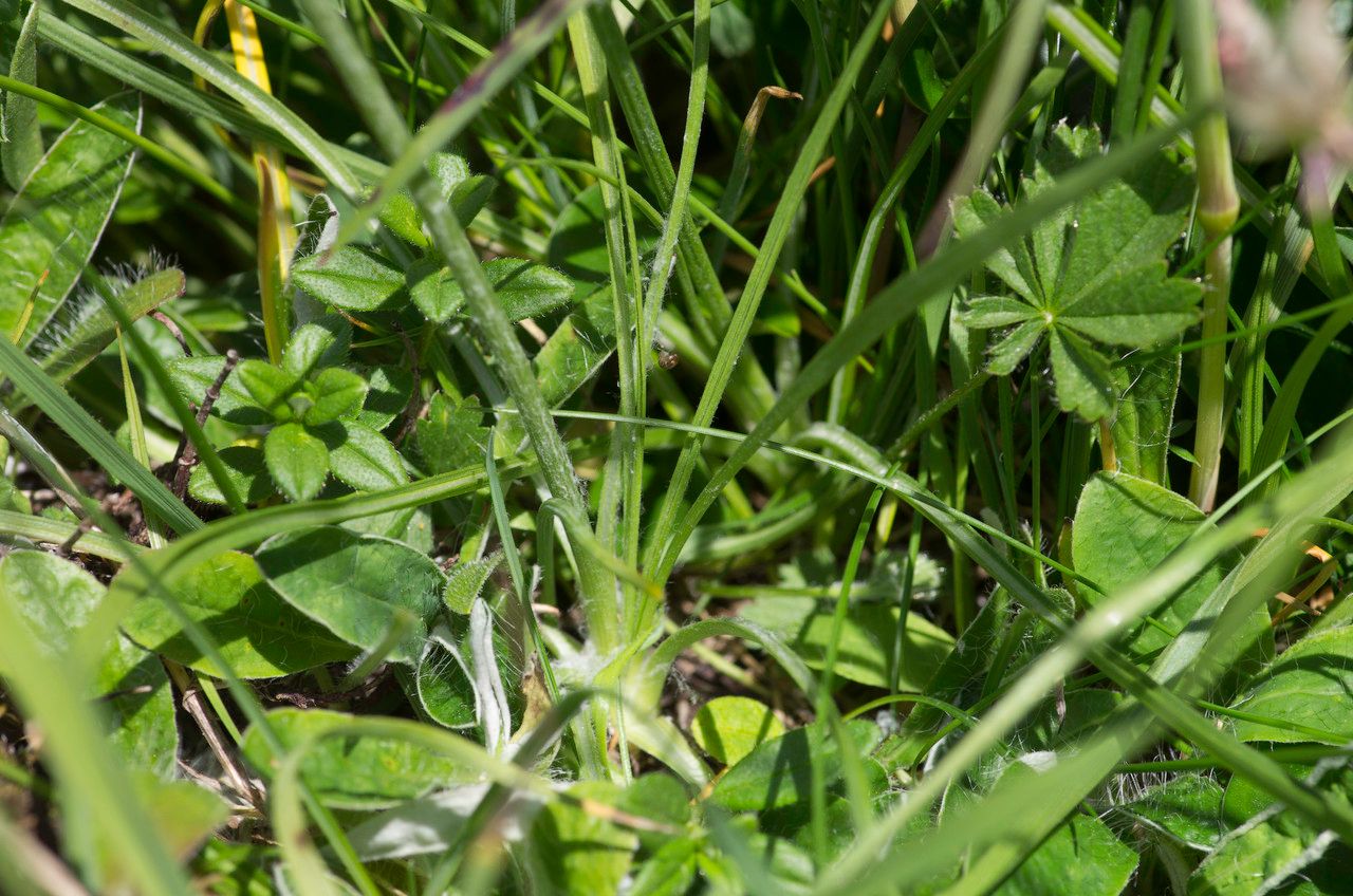 Scorzonera aristata leaf