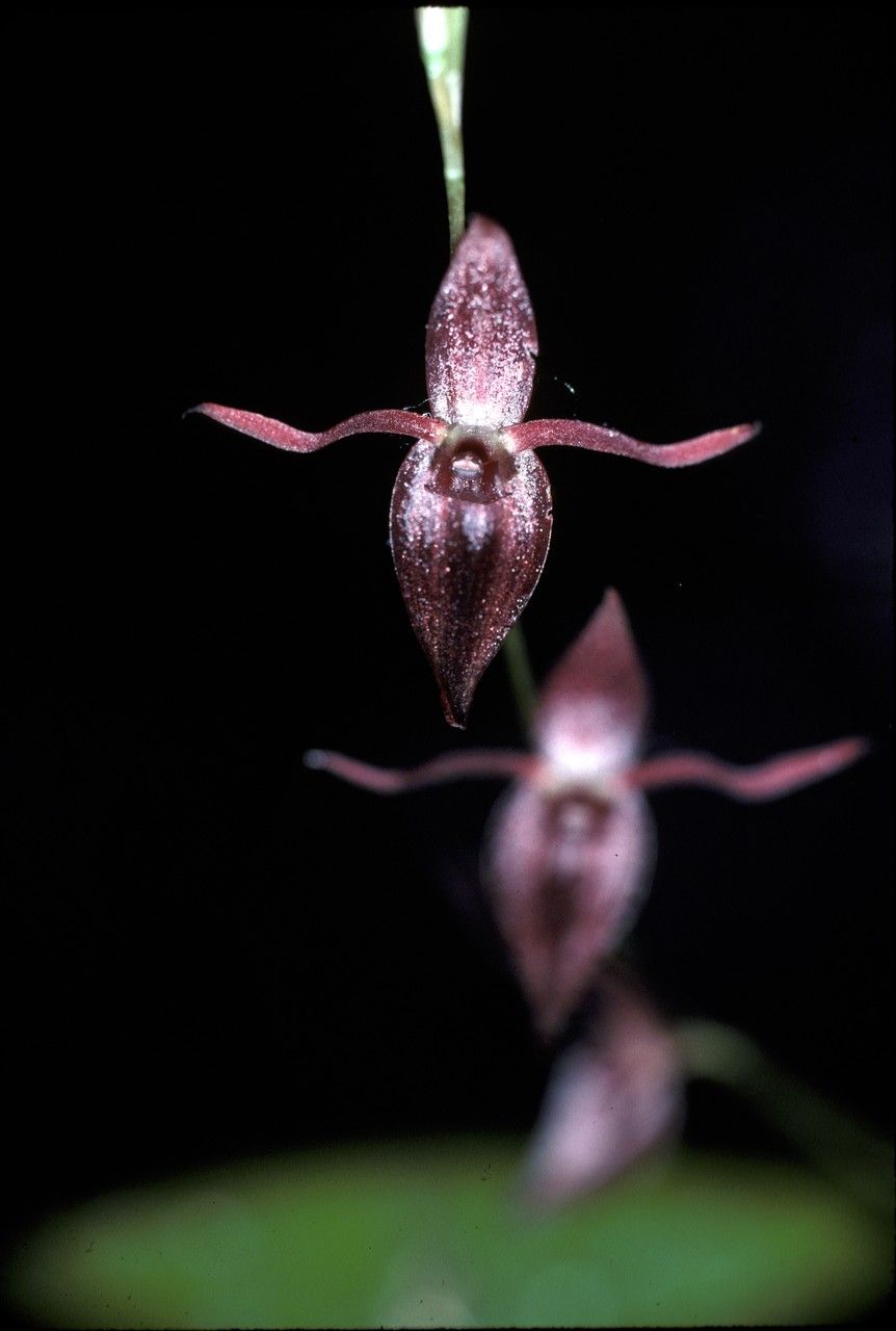 Pleurothallis penduliflora — houseplant care guide