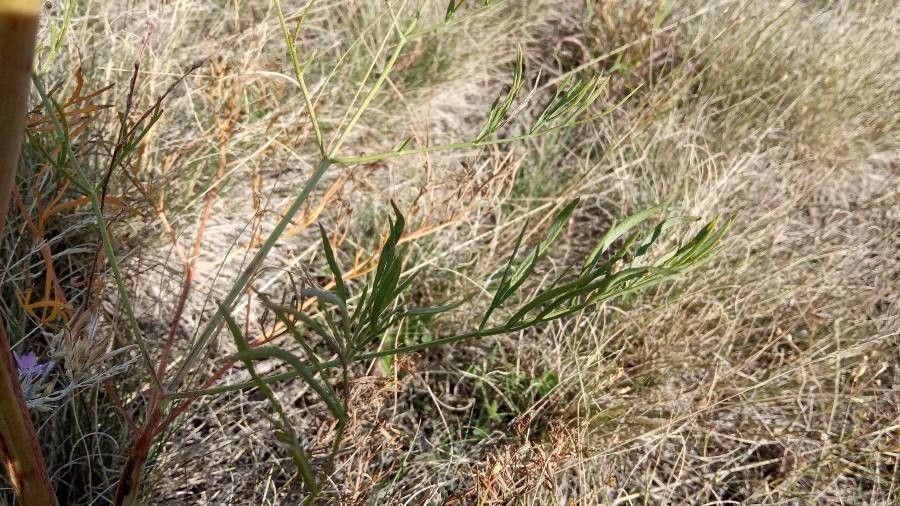 Seseli pallasii leaf