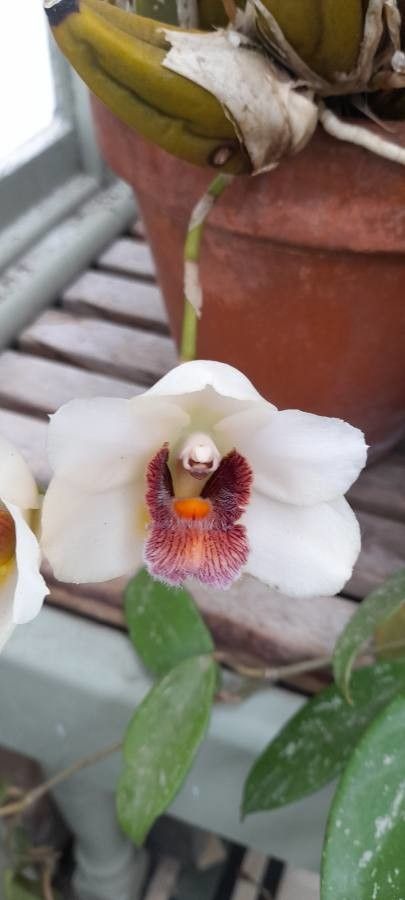Bifrenaria tyrianthina flower