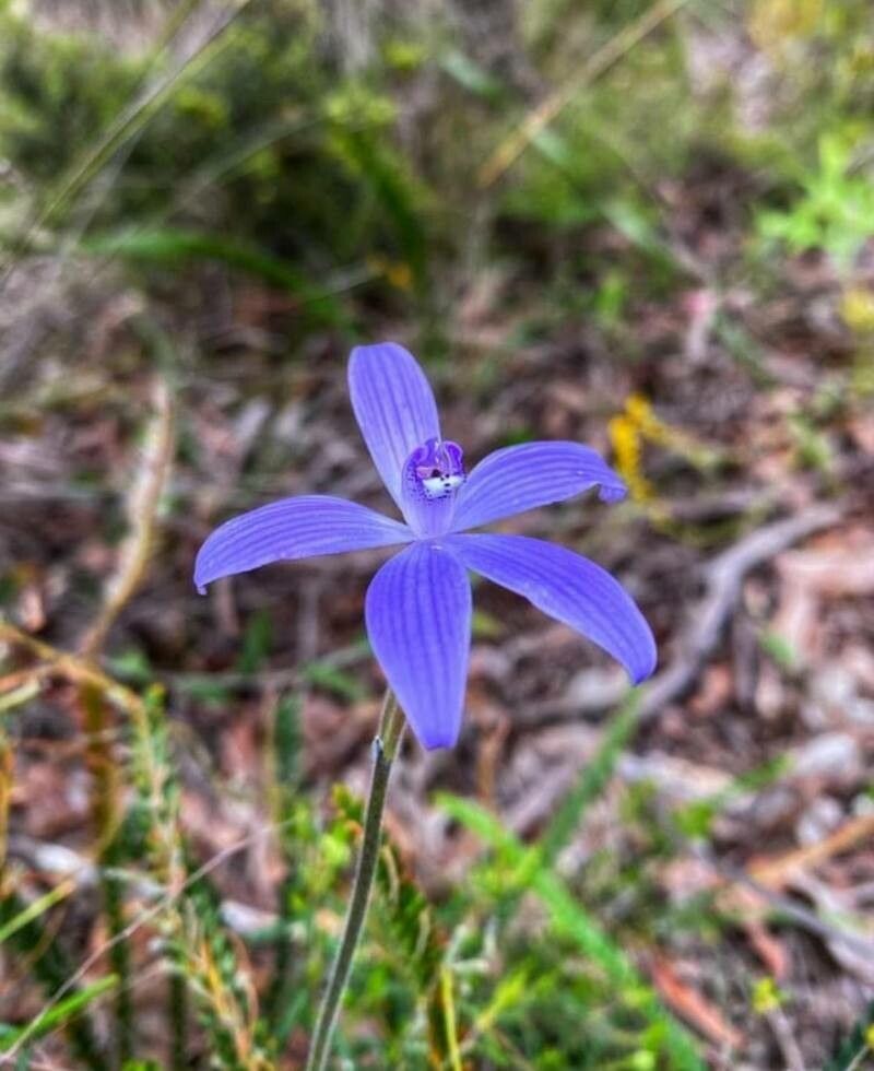 Cyanicula sericea — related species from the same genus
